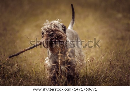 the Cesky Terrier is playing and chewing on a stick Royalty-Free Stock Photo #1471768691