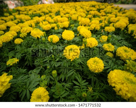 The Yellow Marigold Flowers full Blooming in The Field ,Side View