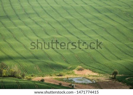 An agricultural field that looks like a green blanket.