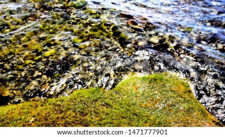 Edge of the shore of lake Hubsugul. Green wet grass, clear water, Mongolia, summer.