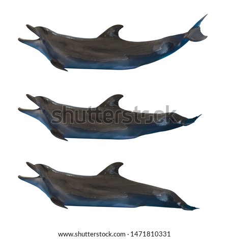 dolphin animal isolated on white background. This has clipping path. 