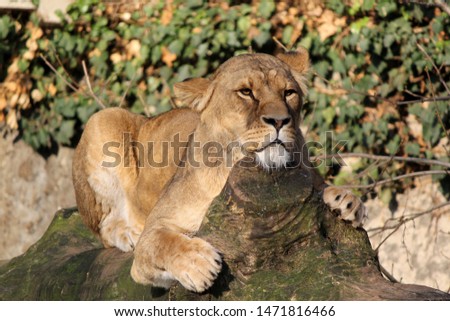 A lioness taking a well-deserved rest at Artis zoo after being fed. Royalty-Free Stock Photo #1471816466