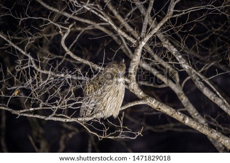 Blakiston's fish owl on the tree at night forest. Scientific name: Bubo blakistoni. Natural habitat. Winter season.