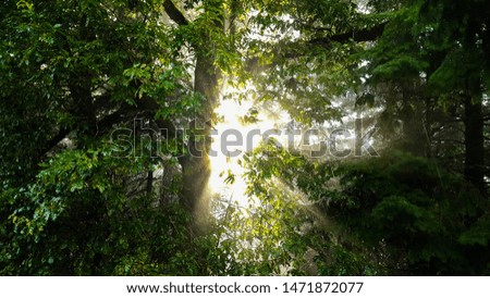 Sunlight streaming through Tynybedw Forest, Wales, UK