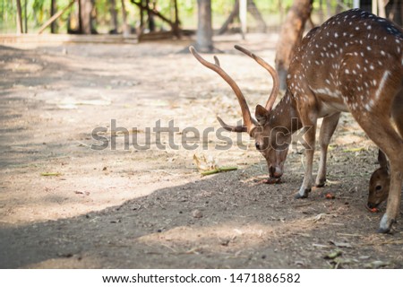 A  male Chital standing and looking at the camera.Picture of a beautiful Fallow Deer (Dama dama) in a colorful forest.Fallow Deer (Dama dama) with  walking through a  forest during Fall season.