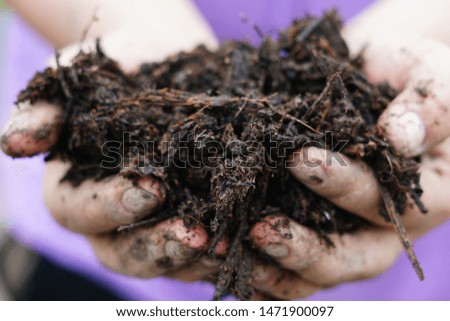 The soil in the hands of women. close up picture.World Soil Day                  