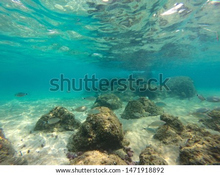 Underwater background in sea and free space for your decoration. Small fish and wet sand. 