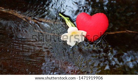 One red heart and white Plumeria flowers on a  blurred brown textured wooden background with water flowing through. With copy space, top view.