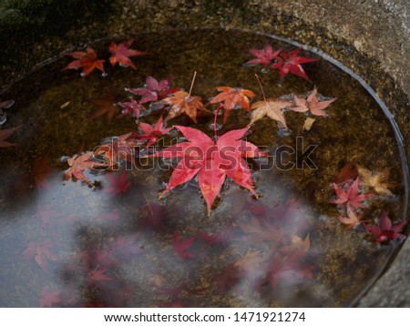 Autumn leaves dyed in beautiful colors