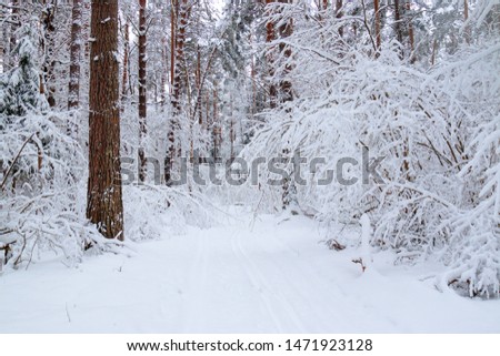 Winter landscape, ski track through fairy pine forest covered by fresh white fluffy snow.