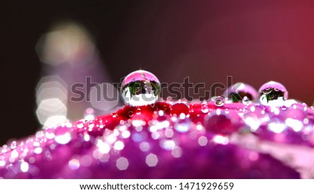 This is a macro photo of dew on purple flower, on which morning dew is resting and causing beautiful reflection on petals.