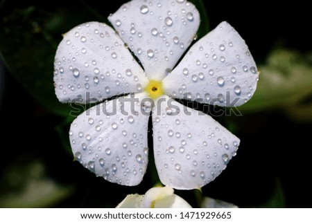 This is a macro photo of a white flower, on which morning dew is resting and causing beautiful reflection on petals.