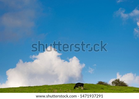 Beauty in simplicity. Cow on a lawn, blue sky.