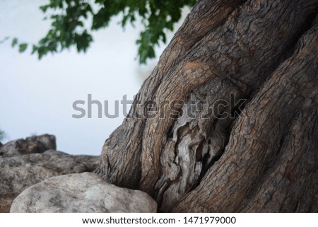 A picture of a big tree trunk/stem that is really weathered and grungy near some stones
