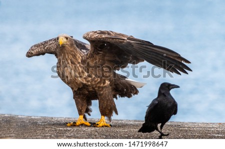 Eagle and raven. White-tailed sea eagle spreading wings.   Scientific name: Haliaeetus albicilla, also known as the ern, erne, gray eagle, Eurasian sea eagle and white-tailed sea-eagle.