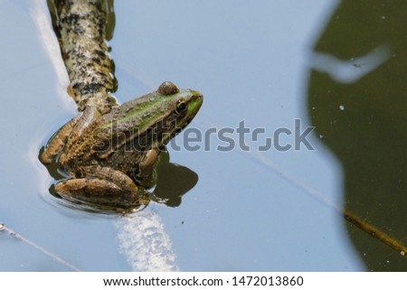 A bullfrog resting on a branch submerged in the water.