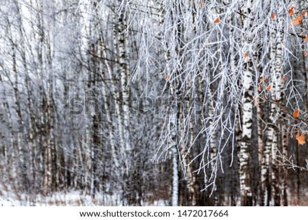 Birch forest in winter for the background.
