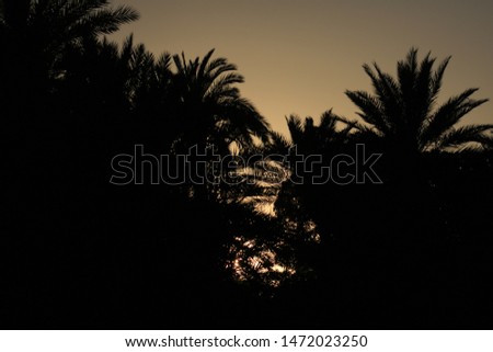 Sunrise and palm tree silhouette in the foreground.