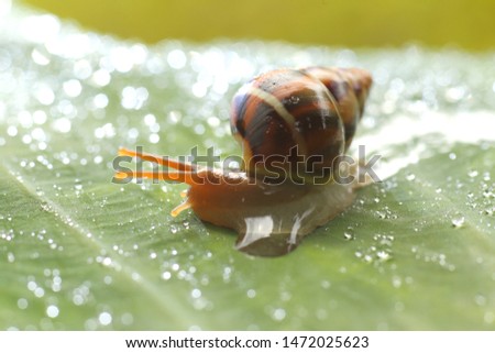 selective focus snail is classified as invertebrates. Like a Vegetarian Diet 