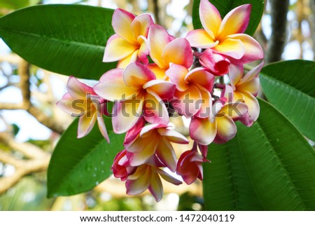 French Polynesia, Plumeria rubra, Red Frangipani. Royalty-Free Stock Photo #1472040119