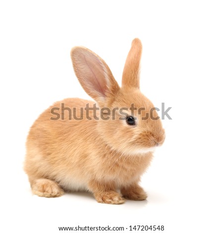 Baby of orange rabbit on white background  Royalty-Free Stock Photo #147204548