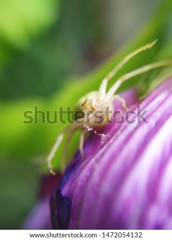 Macro world photo. A spider on a background of pink flowers hunts for a bee.