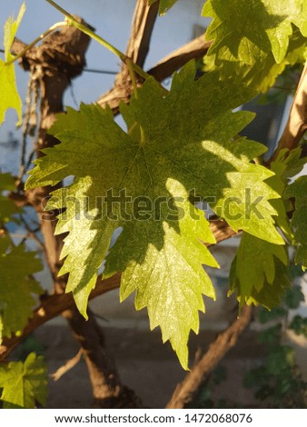 Vine. Grape leaf. Texture. Shadows. Sunlight. Geometry of intersecting branches. Close-up.