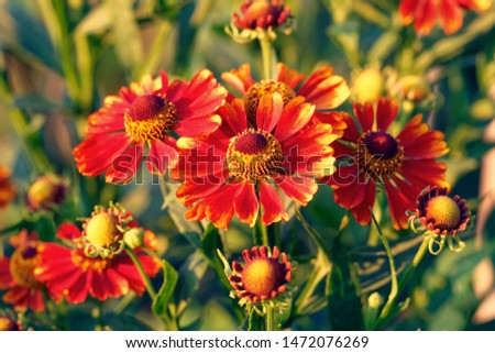 Flower in garden at sunny summer or spring day. Flower for postcard beauty decoration 