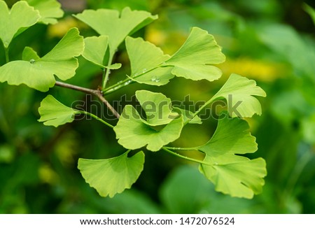 Close-up brightly green leaves of Ginkgo tree (Ginkgo biloba), known as ginkgo or gingko in soft focus against background of blurry foliage. The natural light of sunny day. Nature concept for design Royalty-Free Stock Photo #1472076524