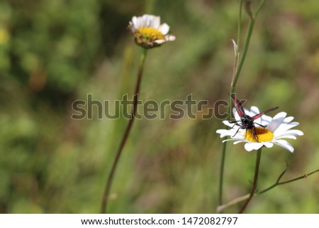 A wonderful macro shot with a small bright red butterfly on a daisy flower. Bright and positive summer shot