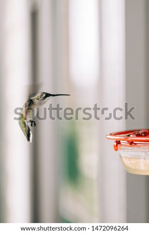 Macro Photo of Hummingbird at Feeder