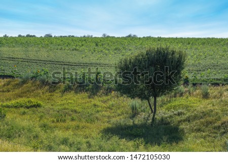 tree growing in the field / bright day picture of the field of Ukraine