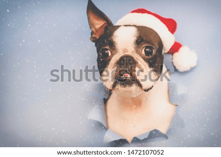 The head of the dog breed Boston Terrier looks through a hole of blue paper in the hat of Santa Claus.Creative. Minimalism. New year concept.