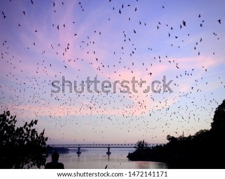 thousands of bats flying out of their cave at sunset to start chasing insects 