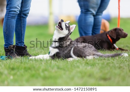 woman with a husky puppy at the puppy school on a dog training field Royalty-Free Stock Photo #1472150891