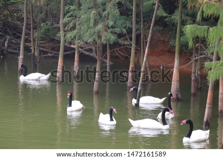 Black-necked swan swims in the lake