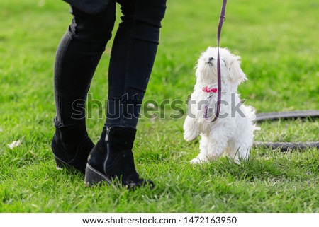 picture of a person with a Maltese puppy at the puppy school