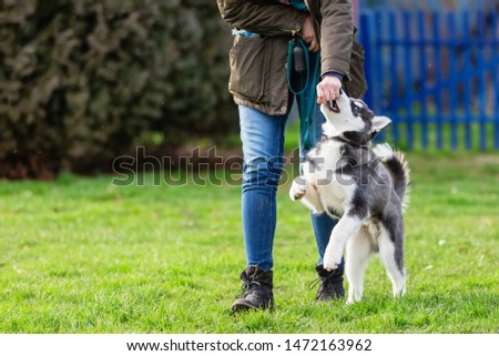 picture of a woman who trains with a young husky on a dog training field