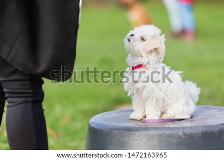 picture of a person with a Maltese puppy at the puppy school