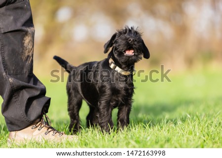 picture of a standard schnauzer puppy who sits beside a person and yelps