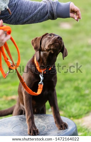 picture of a woman with a young labrador dog on a dog training field