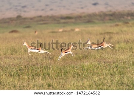 Cute small African Thomson's gazelle jumping around in grasslands of Masai Mara in Kenya, Africa Royalty-Free Stock Photo #1472164562