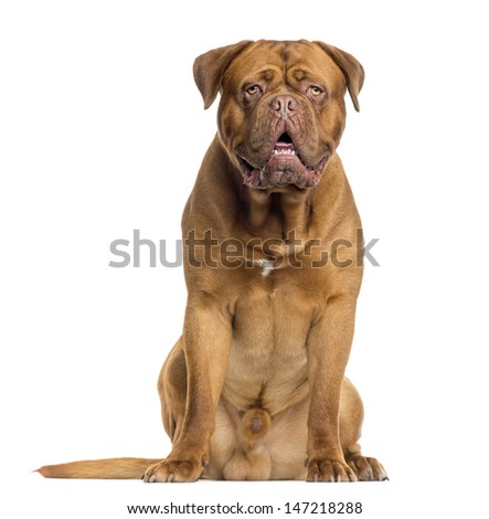 Dogue de Bordeaux sitting and panting, isolated on white Royalty-Free Stock Photo #147218288