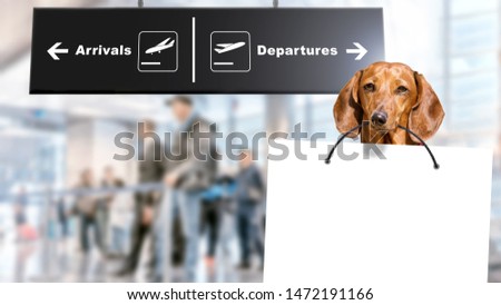 dog with white banner in airport interior of modern terminal building blur background with arrivals departures sign panorama inside view of pet animal greets passenger holding welcome paper in teeth