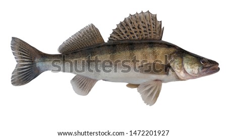 Freshwater fish isolated on white background closeup . This fish  known as the  zander or Pike perch is a predatory species of perch, type species: Sander lucioperca. Royalty-Free Stock Photo #1472201927