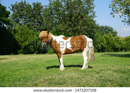 Little pony horse plying on the grass.Blue eyed pony                         
