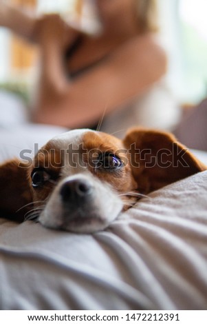 Little beagle mix dog laying on a couch 