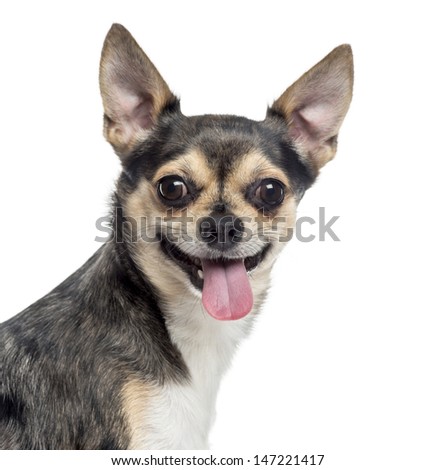 Close up of a Chihuahua sticking the tongue out, isolated on white
