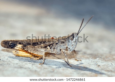grasshopper, macro of insect in wild, animal in nature, close-up animal in wild