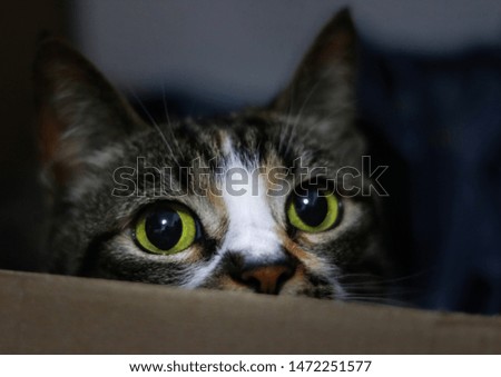 Pictures of cats staring at you